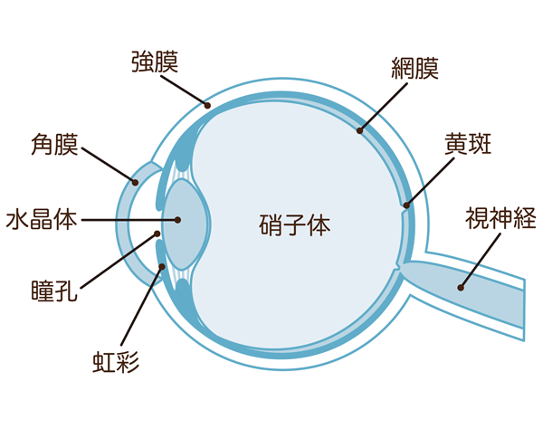 図:眼の仕組み